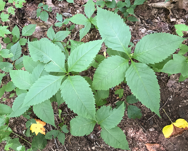 image of Coreopsis latifolia, Broadleaf Coreopsis, Broadleaf Tickseed