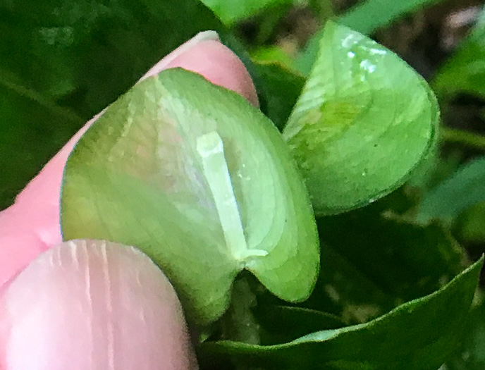 image of Commelina communis, Asiatic Dayflower, Common Dayflower