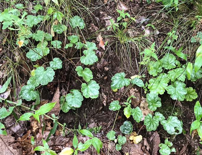 image of Heuchera pubescens, Marbled Alumroot, Downy Alumroot