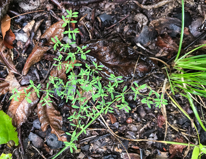 image of Paronychia montana, Mountain Nailwort, Shale-barren Whitlow-wort