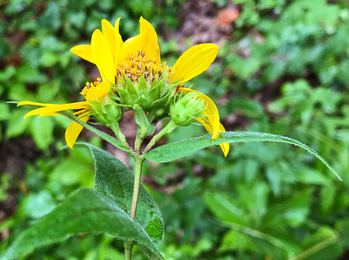 involucral bracts