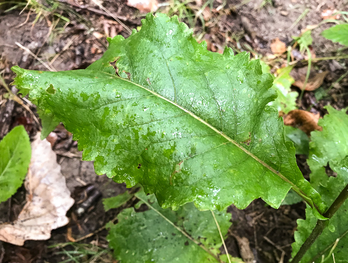 image of Parthenium integrifolium var. integrifolium, Common Wild Quinine