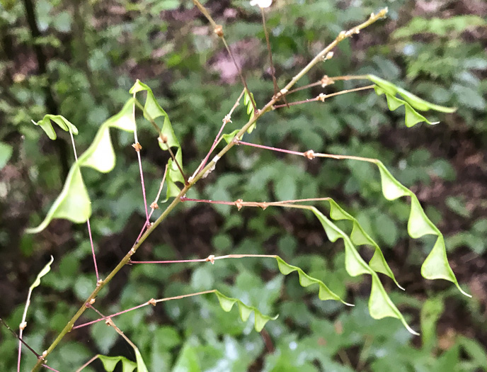 image of Hylodesmum nudiflorum, Naked Tick-trefoil, Naked-flowered Tick Trefoil, Woodland Tick-trefoil