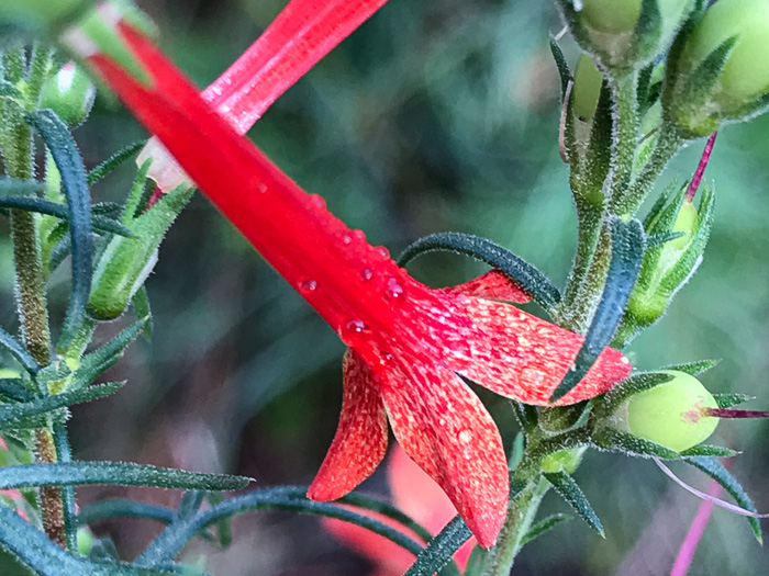 image of Ipomopsis rubra, Standing-cypress, Spanish-larkspur