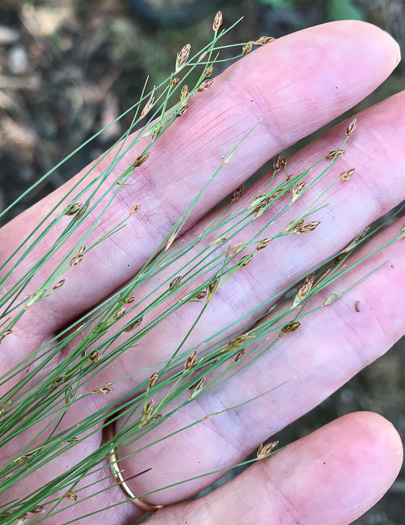 image of Bulbostylis capillaris ssp. capillaris, Densetuft Hairsedge, Common Hairsedge