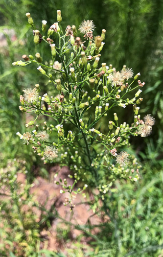 image of Erigeron canadensis, Common Horseweed