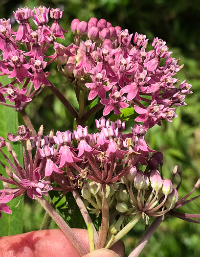 image of Asclepias incarnata var. pulchra, Eastern Swamp Milkweed