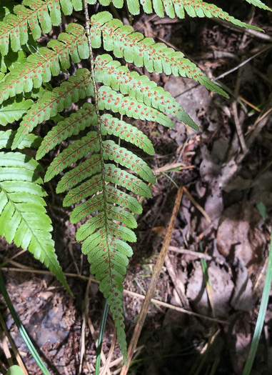 image of Dryopteris erythrosora, Autumn Fern, Japanese Red Shield-fern, Japanese Shield-fern