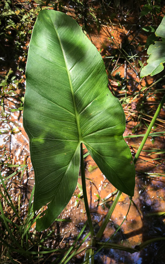 image of Peltandra virginica, Green Arrow-arum, Tuckahoe