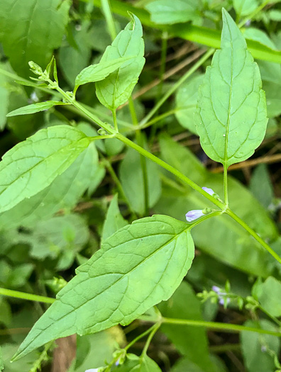 image of Scutellaria lateriflora, Mad-dog Skullcap, Tall Blue Skullcap