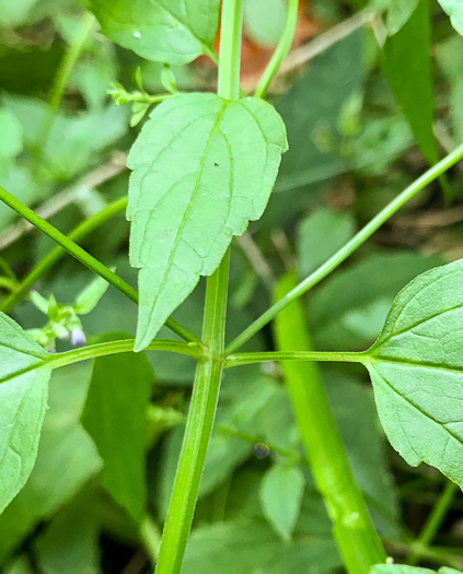 image of Scutellaria lateriflora, Mad-dog Skullcap, Tall Blue Skullcap