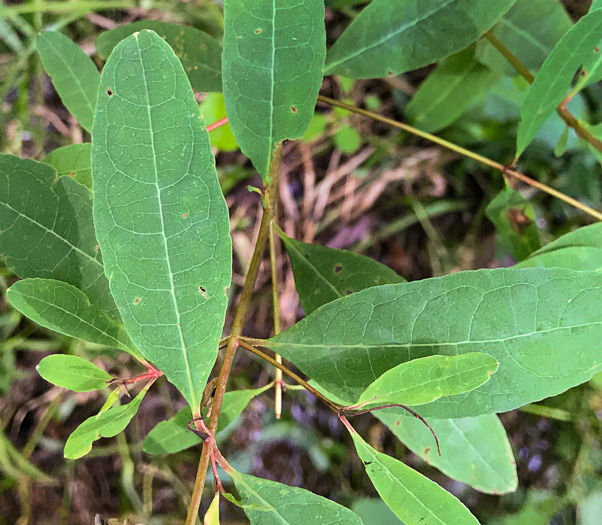 image of Triadenum walteri, Walter’s Marsh St. Johnswort, Greater Marsh St. Johnswort