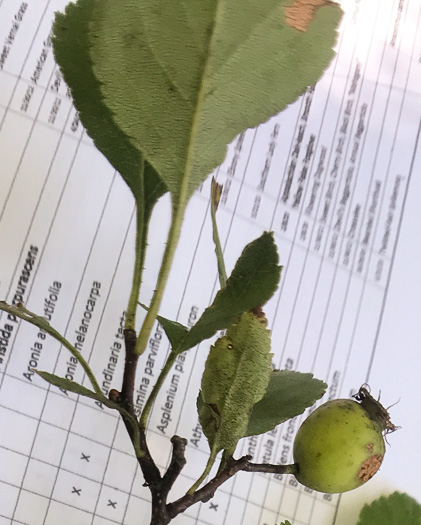 image of Crataegus aff. pinetorum, pineland hawthorn