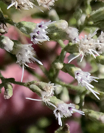 image of Eupatorium torreyanum, Torrey's Thoroughwort, Torrey's Eupatorium