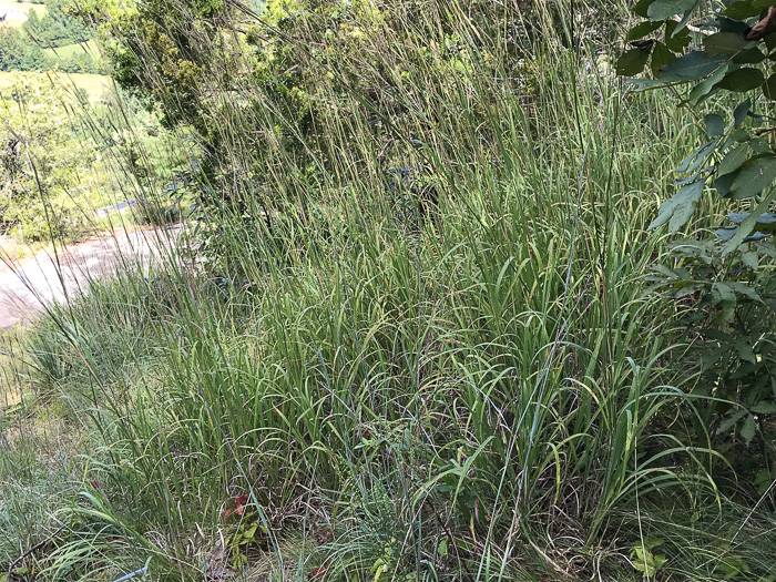 image of Andropogon gerardi, Big Bluestem, Turkeyfoot