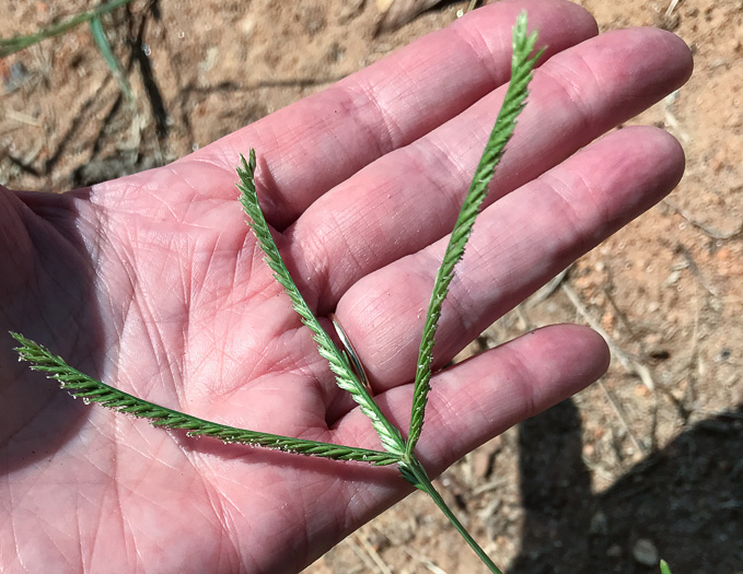 image of Eleusine indica, Goosegrass, Yard Grass, Indian Goose-grass