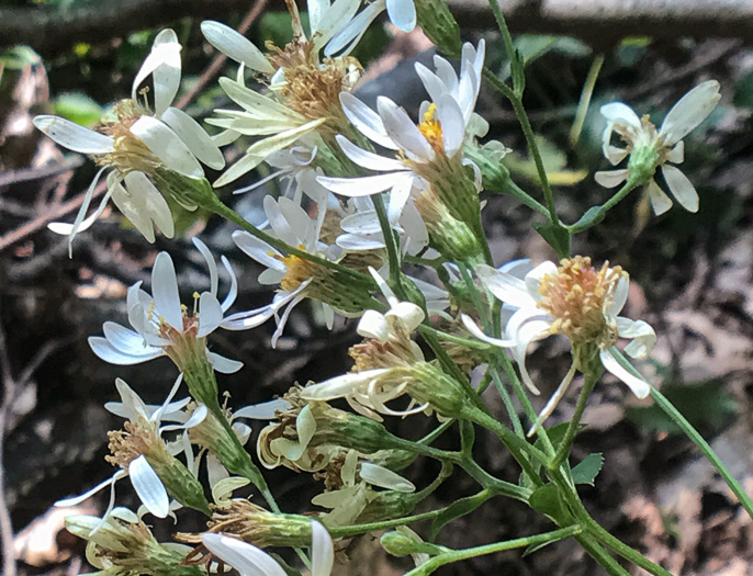 image of Eurybia macrophylla, Large-leaf Aster, Bigleaf Aster