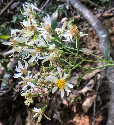 image of Eurybia macrophylla, Large-leaf Aster, Bigleaf Aster