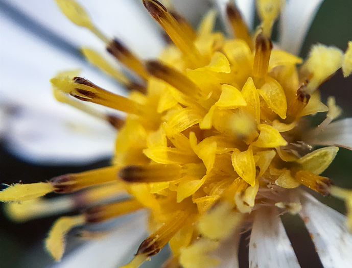 image of Eurybia macrophylla, Large-leaf Aster, Bigleaf Aster