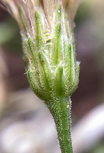 Eurybia macrophylla, Large-leaf Aster, Bigleaf Aster