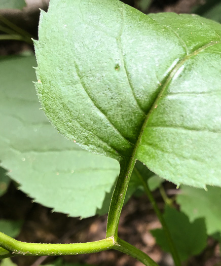 image of Eurybia macrophylla, Large-leaf Aster, Bigleaf Aster