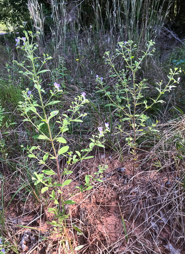 image of Trichostema dichotomum, Common Blue Curls, Forked Blue Curls