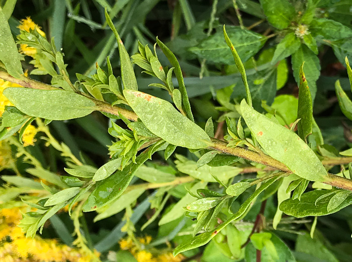 image of Solidago altissima var. altissima, Tall Goldenrod, Field Goldenrod, Common Goldenrod