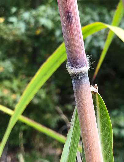 image of Erianthus alopecuroides, Silver Plumegrass