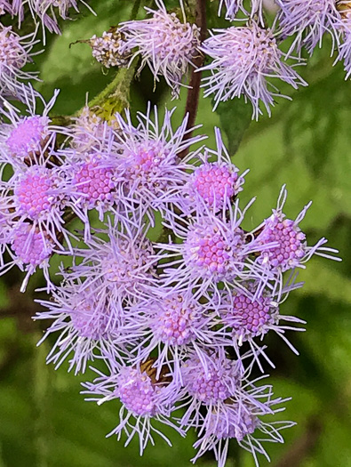 image of Conoclinium coelestinum, Mistflower, Wild Ageratum, Hardy Ageratum