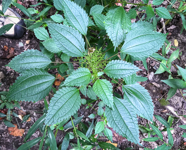 image of Pilea pumila, Greenfruit Clearweed, Richweed, Coolwort, Canadian Clearweed