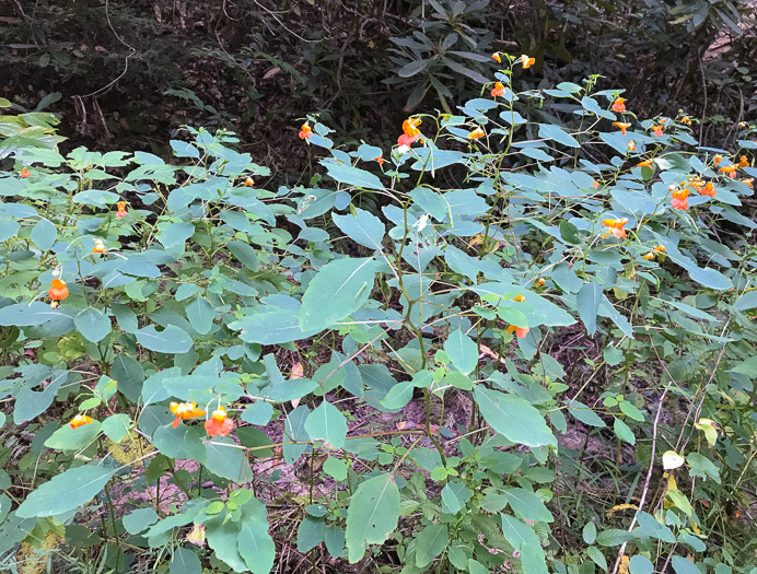 image of Impatiens capensis, Spotted Jewelweed, Spotted Touch-me-not, Orange Jewelweed, Orange Touch-me-not