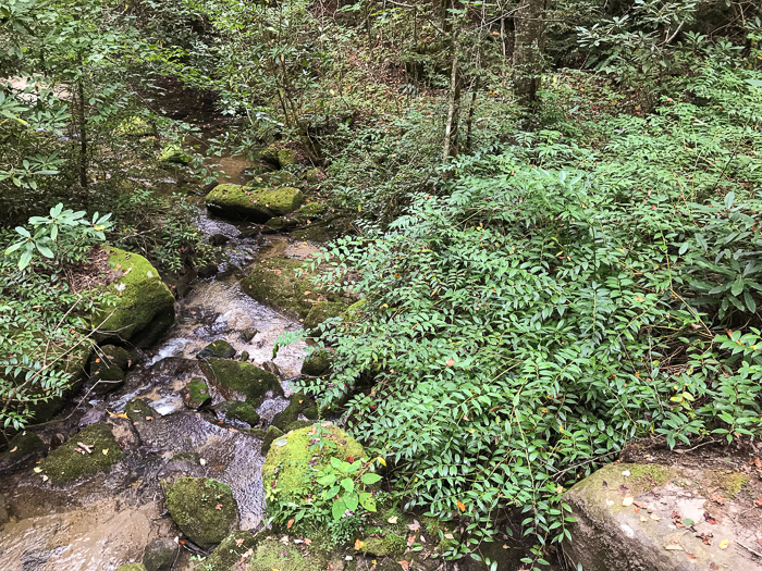 image of Leucothoe fontanesiana, Mountain Doghobble, Highland Doghobble, Switch-ivy