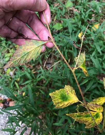 image of Geum canadense, White Avens