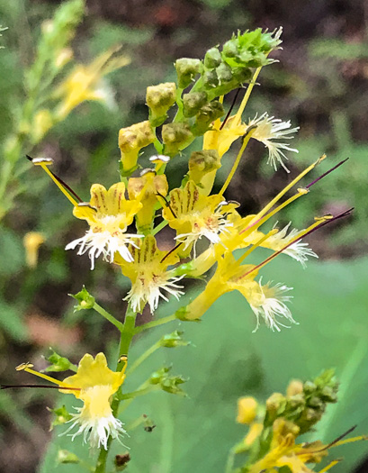 Collinsonia canadensis, Northern Horsebalm, Citronella, Canada Stoneroot, Canada Horsebalm