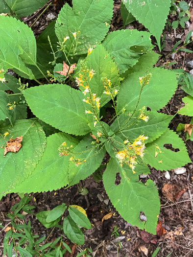 image of Collinsonia canadensis, Northern Horsebalm, Citronella, Canada Stoneroot, Canada Horsebalm