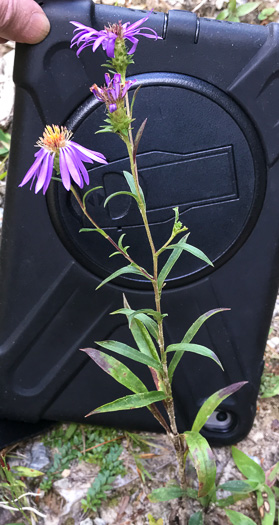 image of Eurybia surculosa, Creeping Aster, Michaux's Wood-Aster