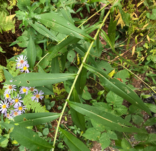 image of Symphyotrichum puniceum var. puniceum, Purplestem Aster, Swamp Aster