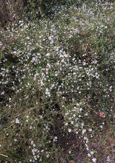 image of Symphyotrichum dumosum var. dumosum, Bushy Aster, Long-stalked Aster, Rice Button Aster