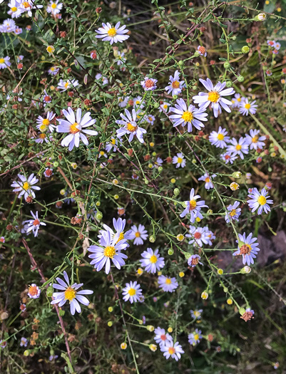 image of Symphyotrichum dumosum var. dumosum, Bushy Aster, Long-stalked Aster, Rice Button Aster