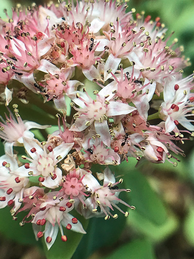 image of Hylotelephium telephioides, Allegheny Live-forever, Cliff Orpine, Allegheny Stonecrop