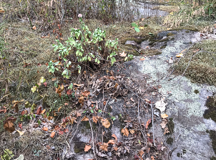 image of Hylotelephium telephioides, Allegheny Live-forever, Cliff Orpine, Allegheny Stonecrop