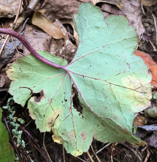 image of Heuchera pubescens, Marbled Alumroot, Downy Alumroot