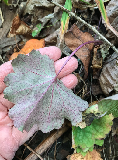 image of Heuchera pubescens, Marbled Alumroot, Downy Alumroot