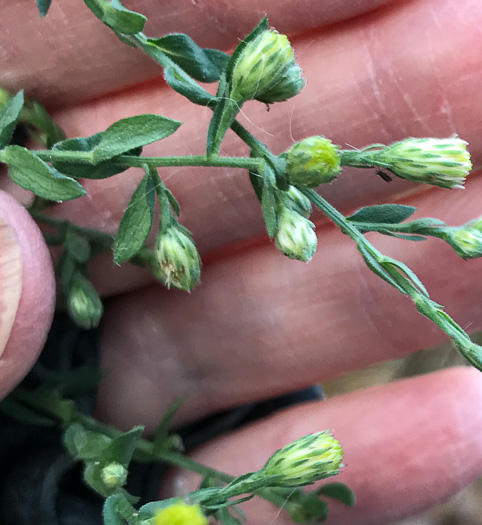 image of Symphyotrichum undulatum, Wavyleaf Aster