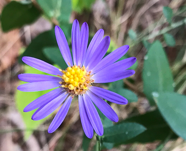 image of Symphyotrichum patens var. patens, Late Purple Aster, Common Clasping Aster, Late Blue Aster, Skydrop Aster