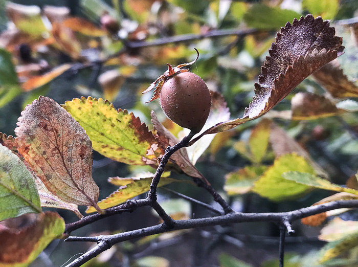 image of Crataegus uniflora, Oneflower Hawthorn, Dwarf Haw