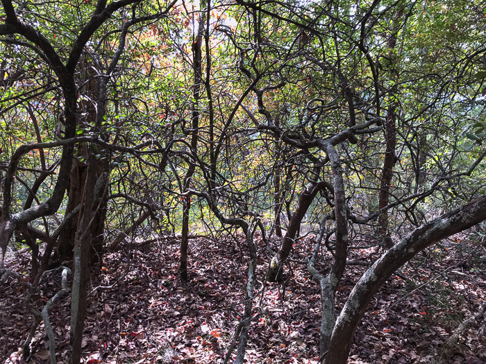 image of Vaccinium arboreum, Sparkleberry, Farkleberry