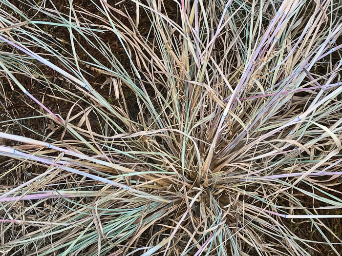 image of Schizachyrium scoparium var. scoparium, Common Little Bluestem