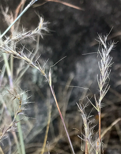 image of Schizachyrium scoparium var. scoparium, Common Little Bluestem