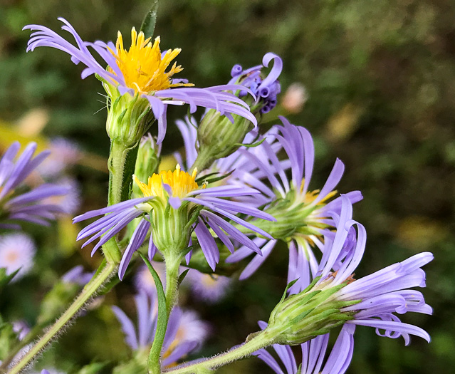 Symphyotrichum puniceum var. puniceum, Purplestem Aster, Swamp Aster